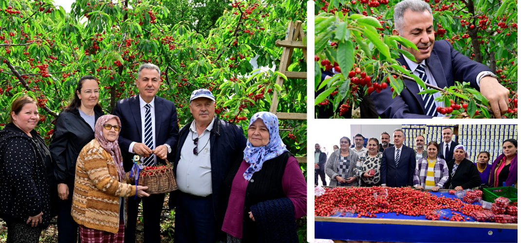 Kemalpaşa'da kiraz hasadı başladı.