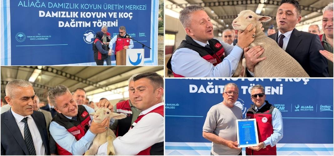 Aliağa'da 210 damızlık küçükbaş hayvan üreticilere teslim edildi.