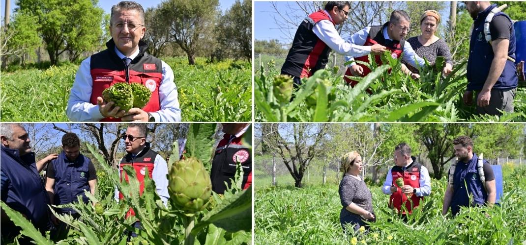 İzmir'de Enginar Mesaisi